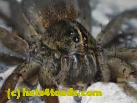 /home//u458753944/public_html/sourcegallery////////Insects and small critters/spiders and kin (Arachnida)/P4280736.JPG